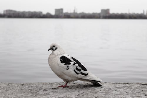 A pigeon is standing on a ledge near a body of water