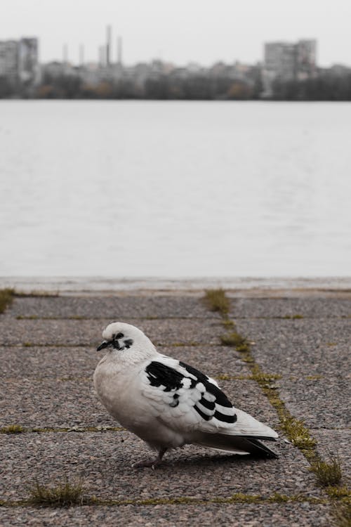 A pigeon is standing on a sidewalk near a body of water