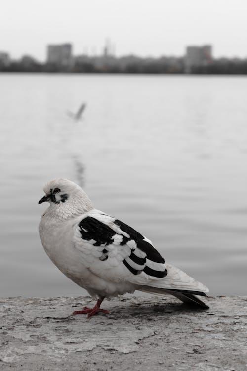 A pigeon is standing on a ledge near a body of water