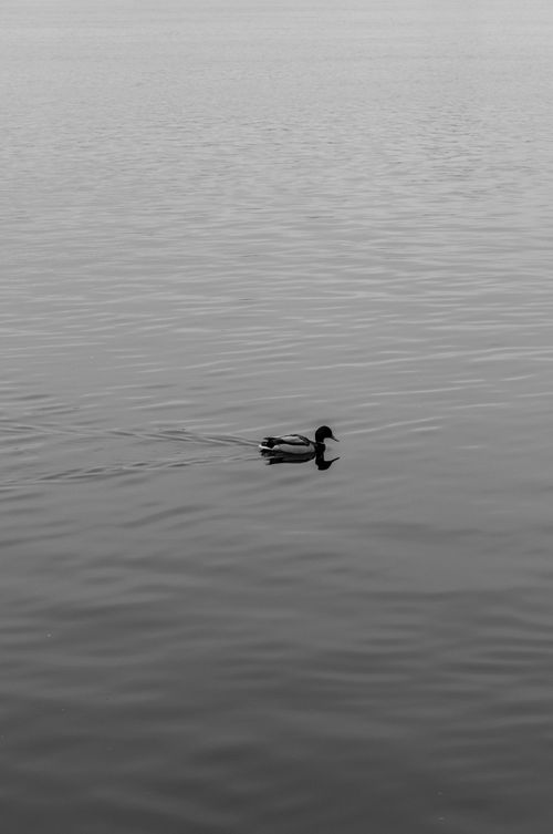 Free Serene black and white photograph of a lonely duck swimming on calm waters. Stock Photo
