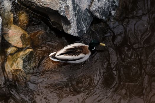 A single mallard duck glides smoothly in a rocky creek, showcasing its vibrant plumage.