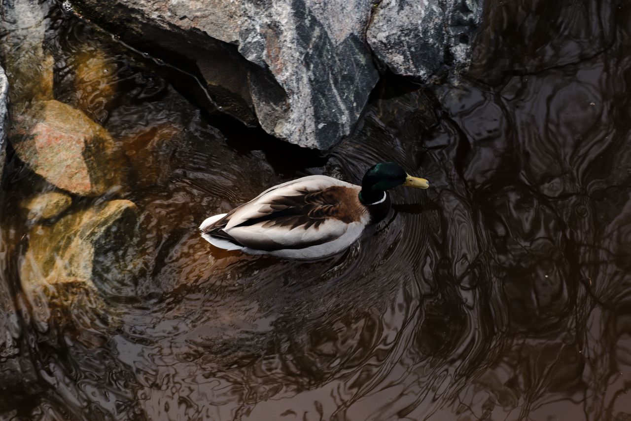 a single mallard duck glides smoothly in a rocky creek showcasing its