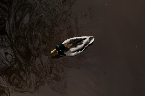 A duck swimming in a pond with a reflection