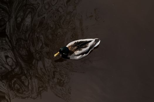 A solitary mallard glides gracefully across dark reflective waters, creating a serene nature scene.