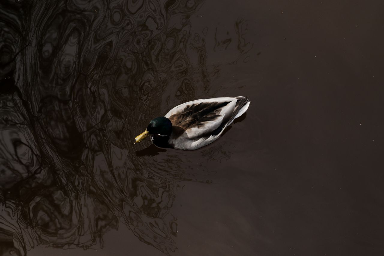 a solitary mallard glides gracefully across dark reflective waters cre