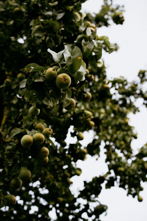 Free Close-up of ripe green apples hanging on a leafy tree branch in an orchard. Stock Photo