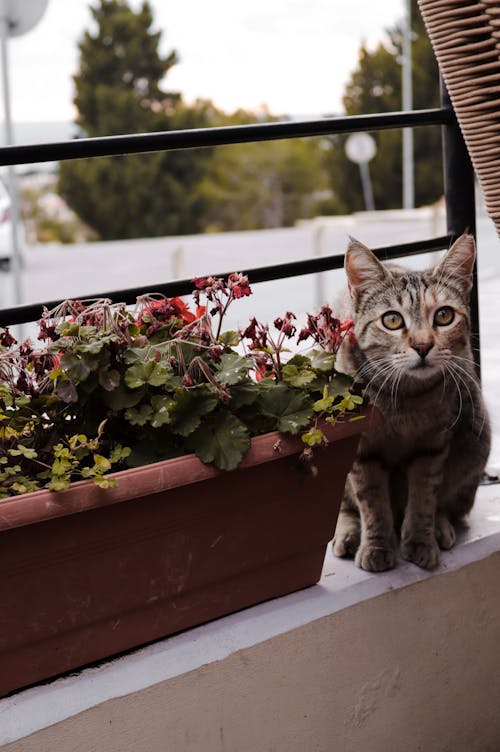 A cat sitting on a balcony next to a flower pot