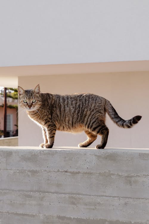 A cat is standing on a concrete wall