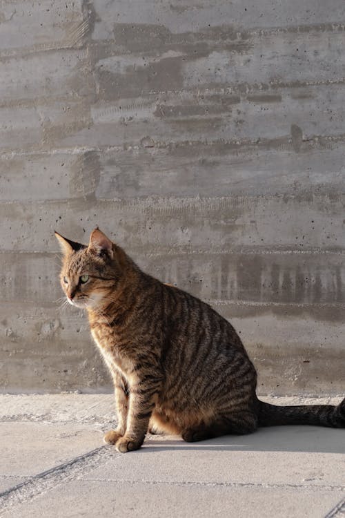 A cat sitting on the ground next to a concrete wall