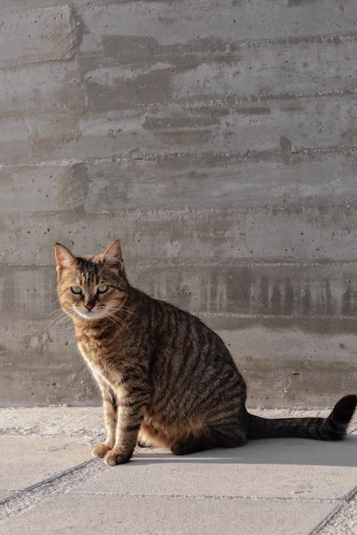 Photo of a cat in a concrete wall