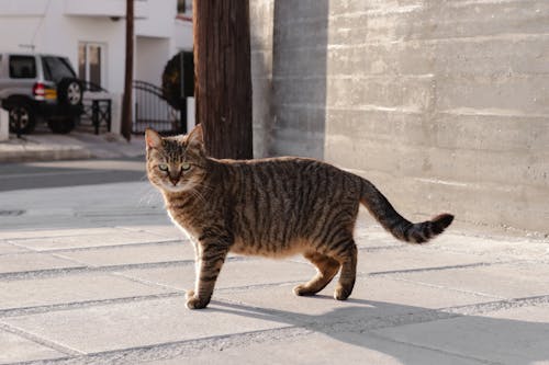 A cat walking on a sidewalk in front of a building