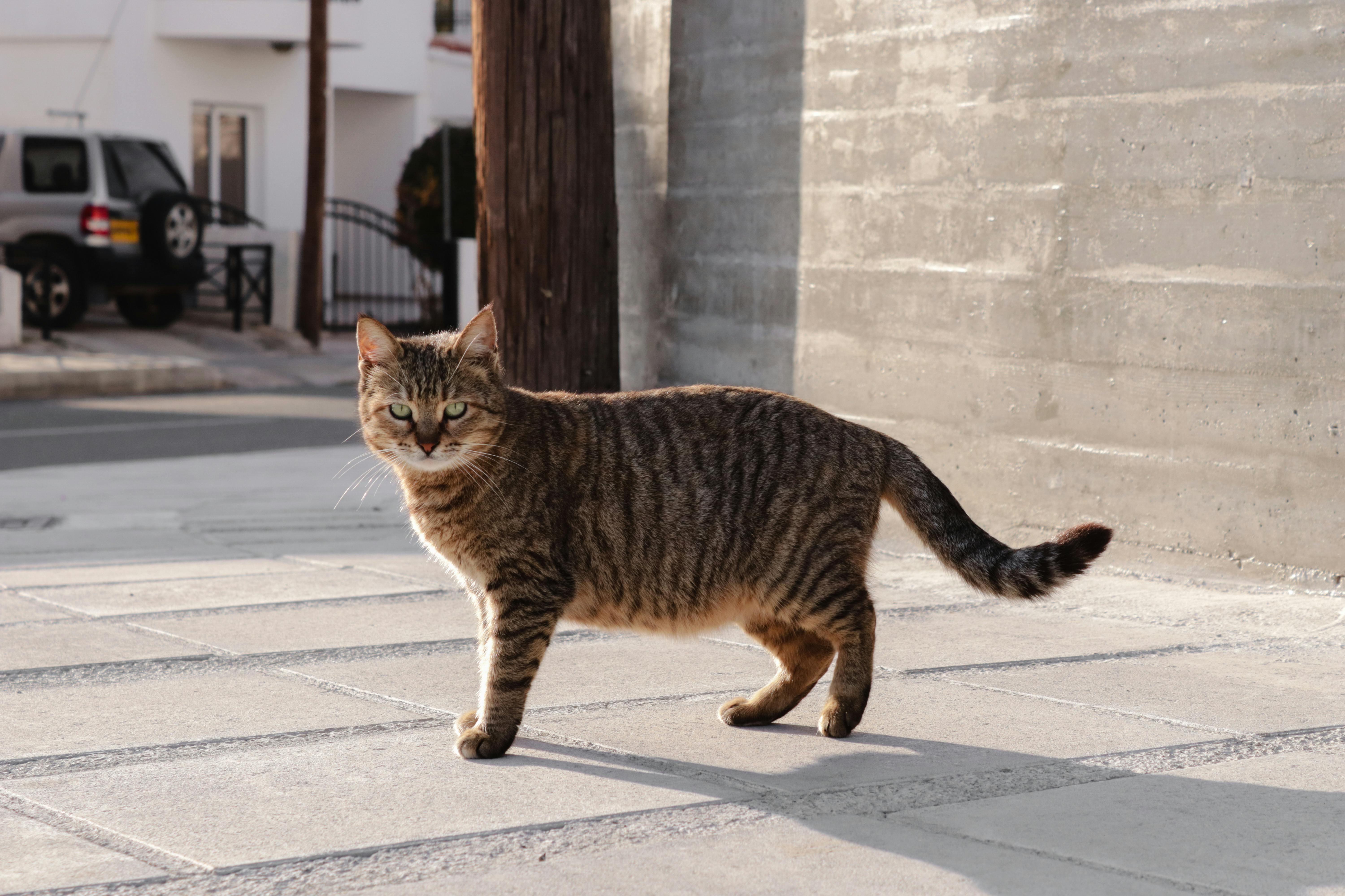 A cat walking on a sidewalk in front of a building · Free