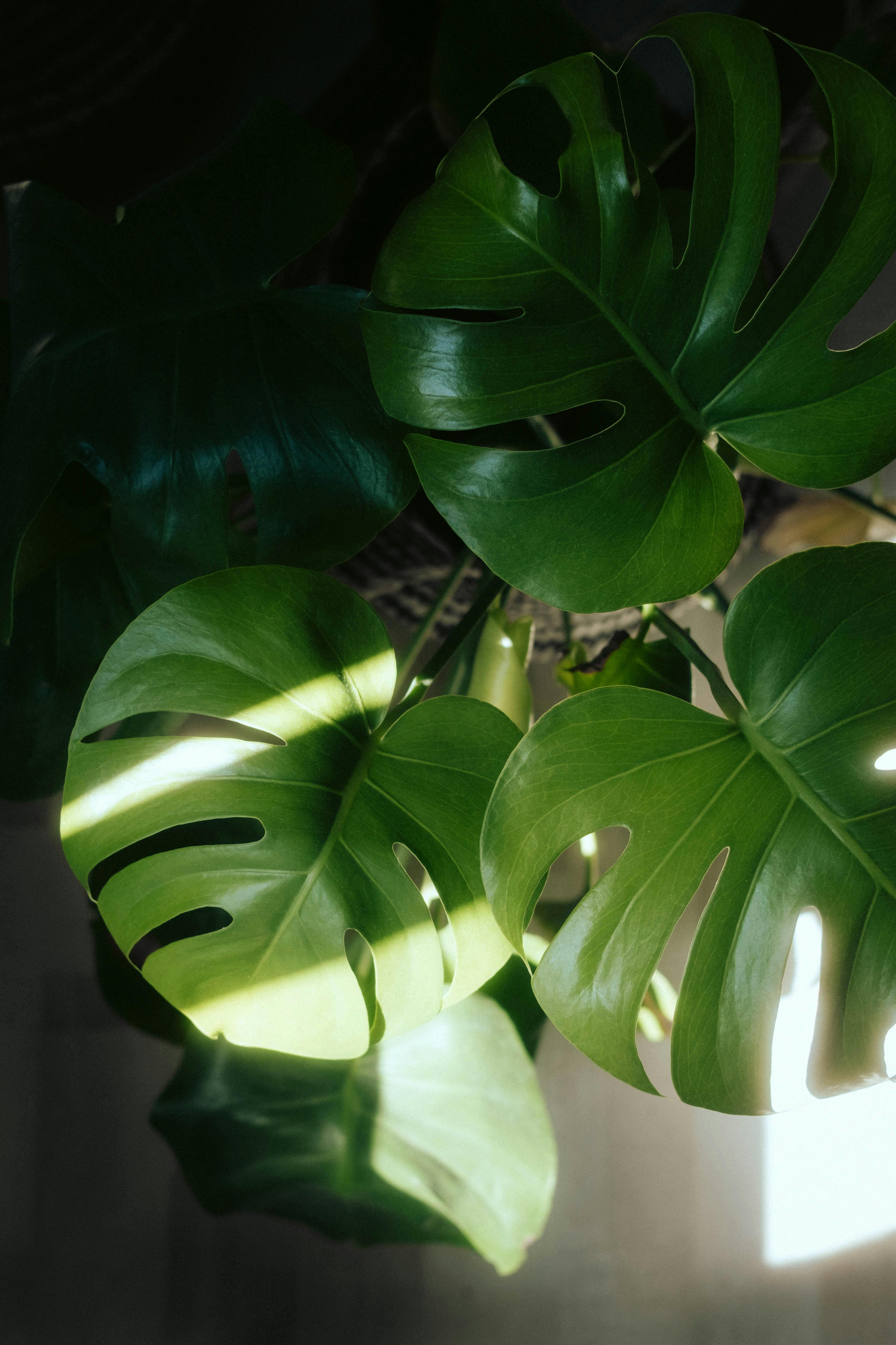 Monstera Deliciosa in Sunlight · Free Stock Photo