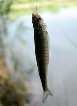 Close-up of a fish on a hook with blurred natural background, ideal for angling themes.
