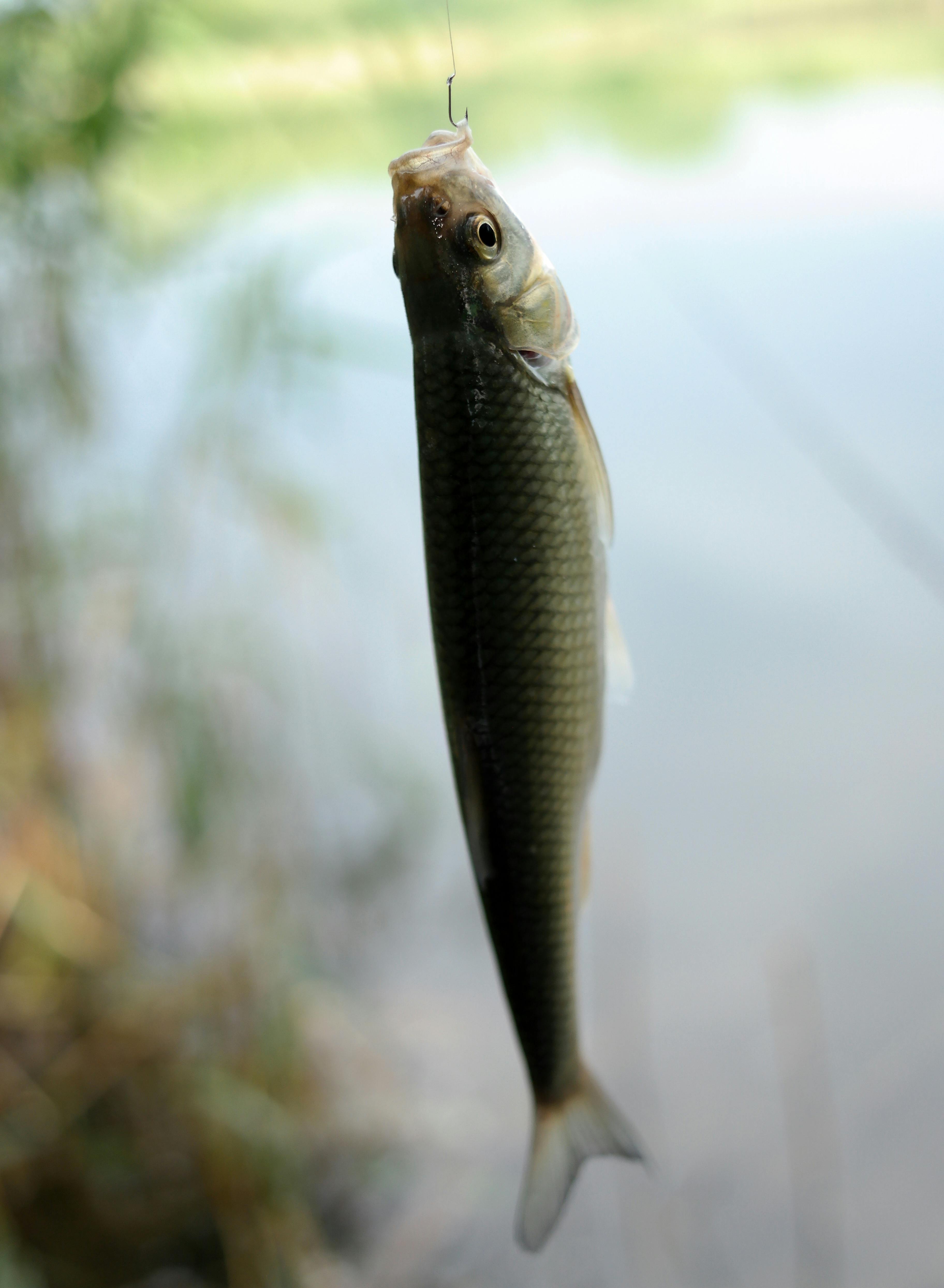 Fishing hook hanging on a fishing line Stock Photo