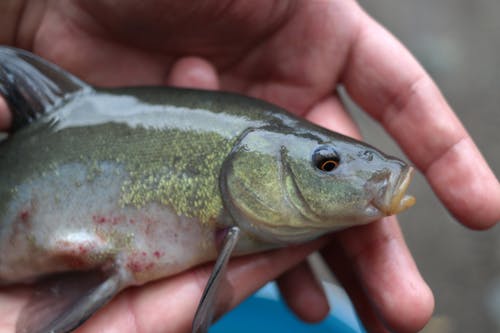 Ilmainen kuvapankkikuva tunnisteilla eläin, kädet ihmisen kädet, kala