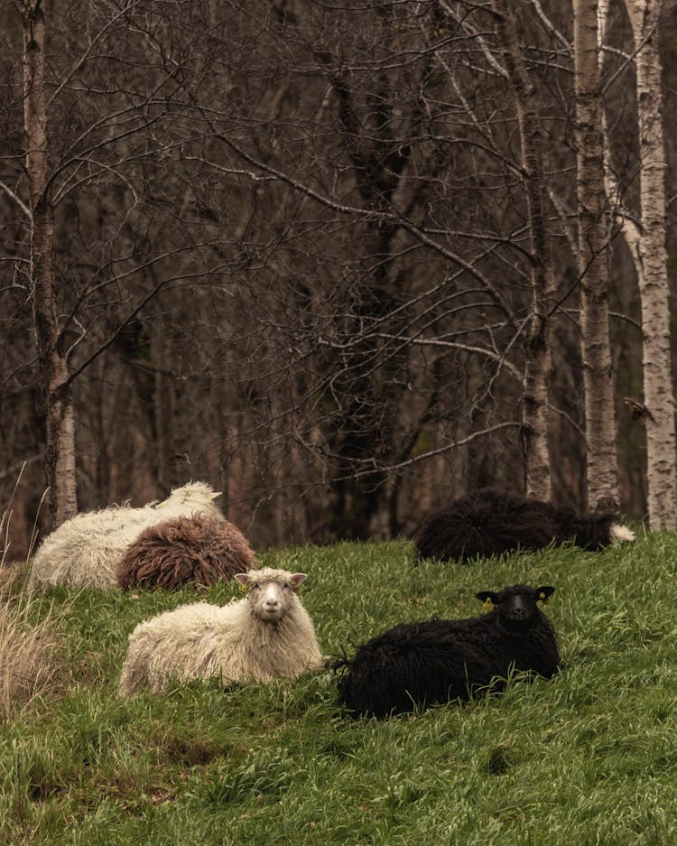 Sheep Lying On Grass