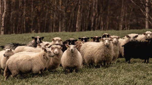 Безкоштовне стокове фото на тему «вівці, краєвид, ліс»
