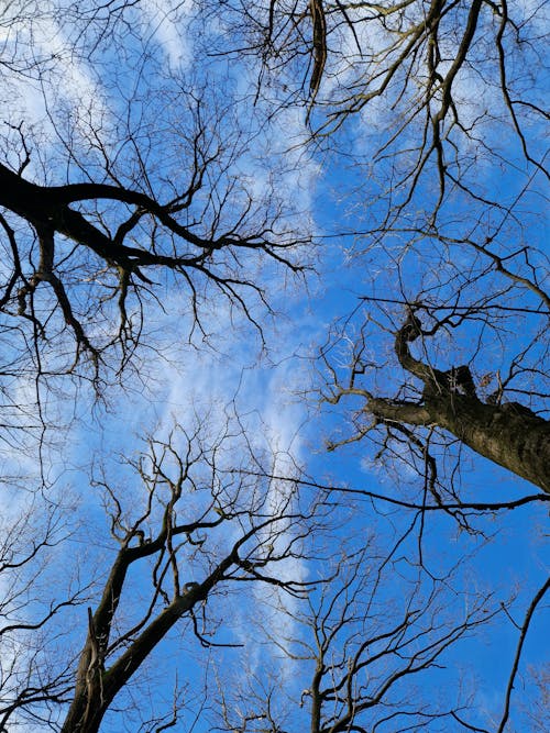 Low Angle Shot of Leafless Trees under Blue Sky 