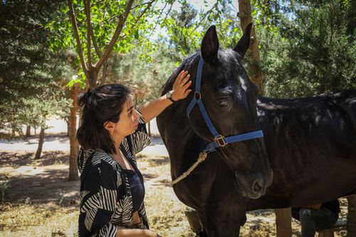 Free A woman petting a horse in a sunny summer park in Baku, Azerbaijan. Stock Photo