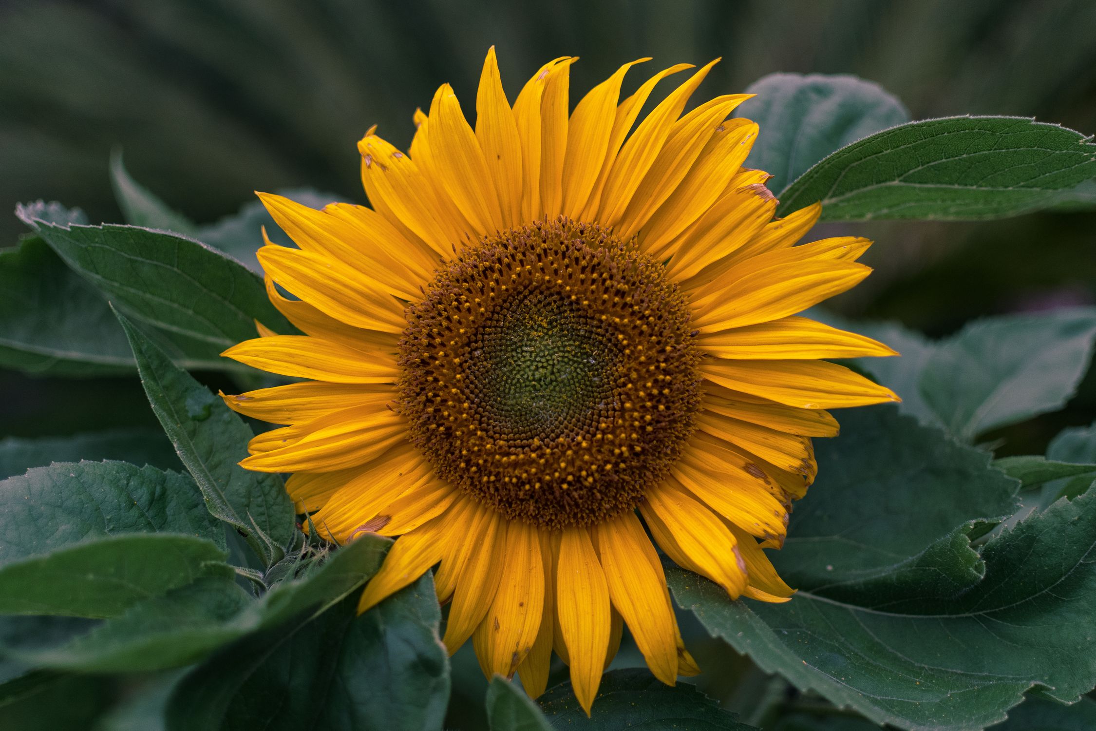 Sunflower Close Up · Free Stock Photo