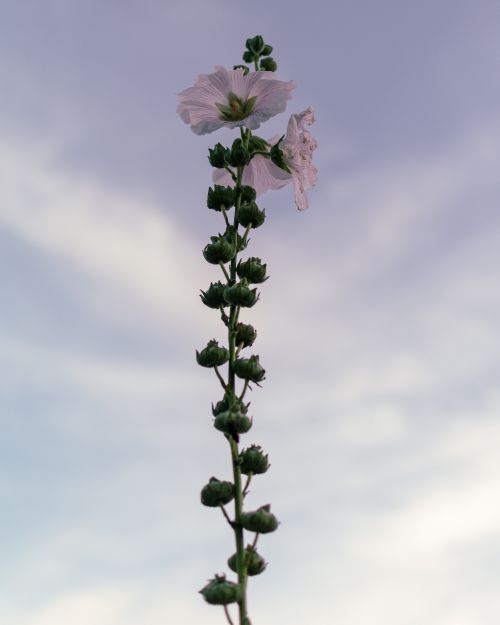 Free A lone hollyhock flower reaches up against a soft blue sky, capturing springtime beauty. Stock Photo