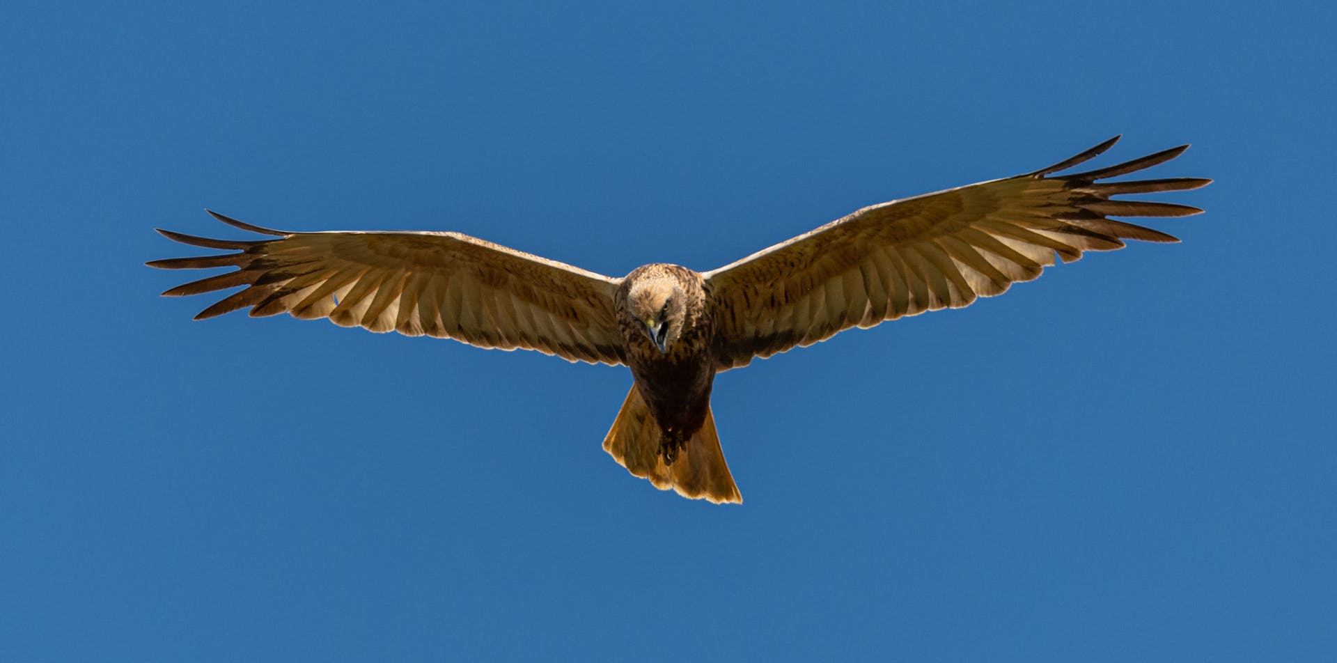 Flying Harrier Bird