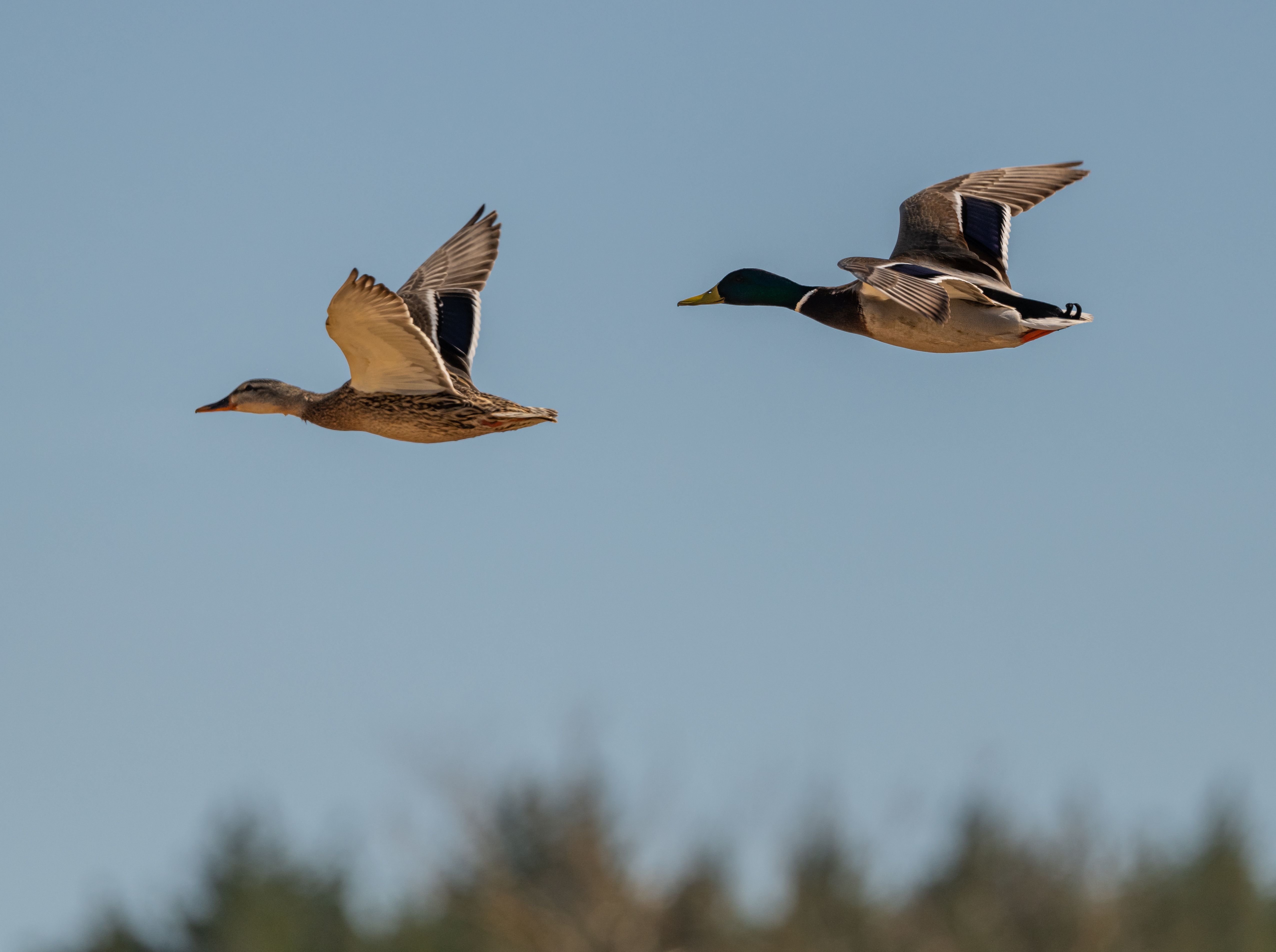 Ducks in flight over open sky
