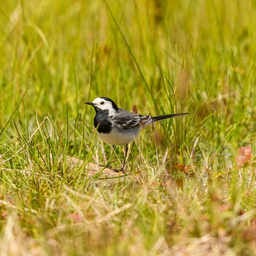 Free Close-up of a White Wagtail (Motacilla alba) in a grassy meadow in Sytno, Czechia. Stock Photo