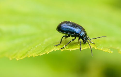 Δωρεάν στοκ φωτογραφιών με beetle, βιολογία, έντομο