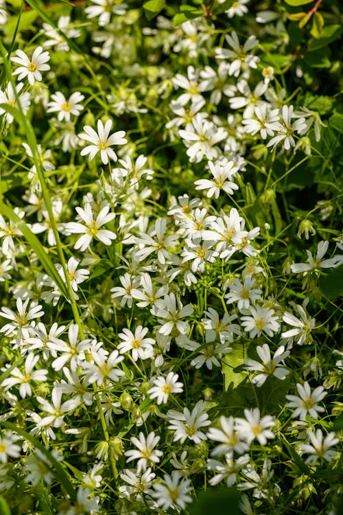 คลังภาพถ่ายฟรี ของ ขาว, ความอุดมสมบูรณ์, ดอกไม้