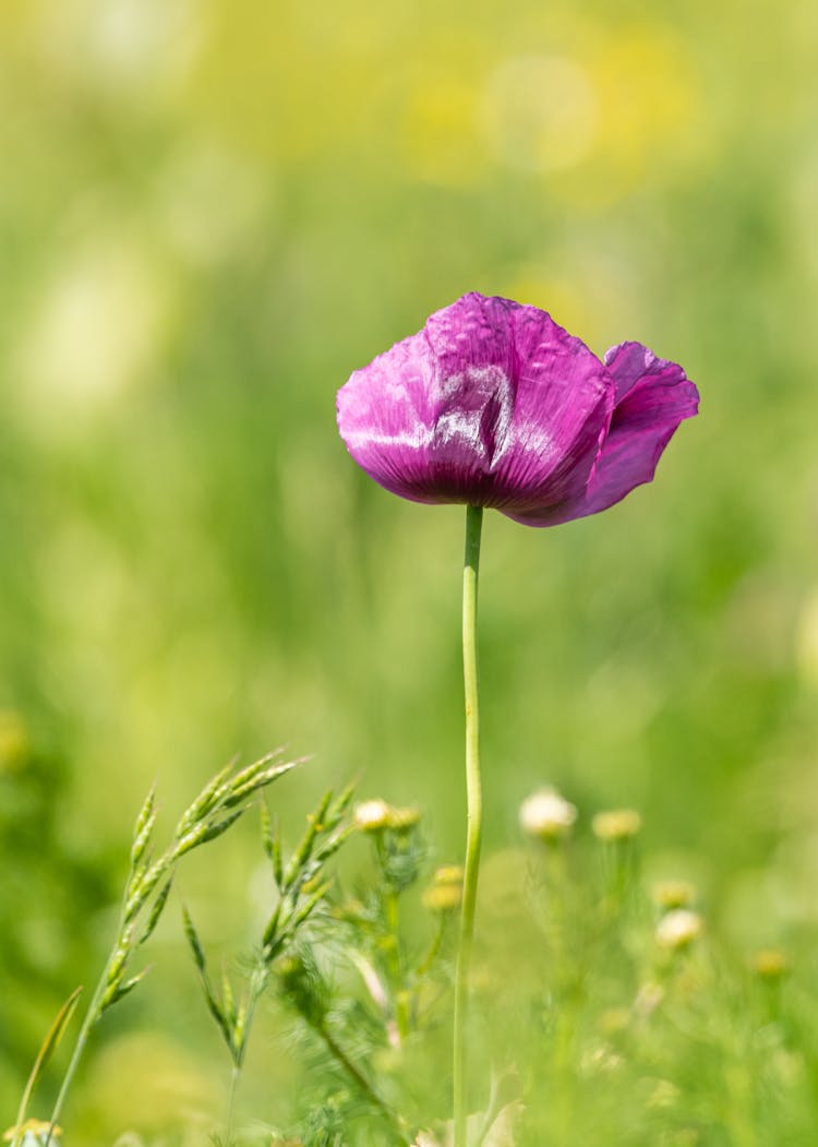 Purple Poppy Flower