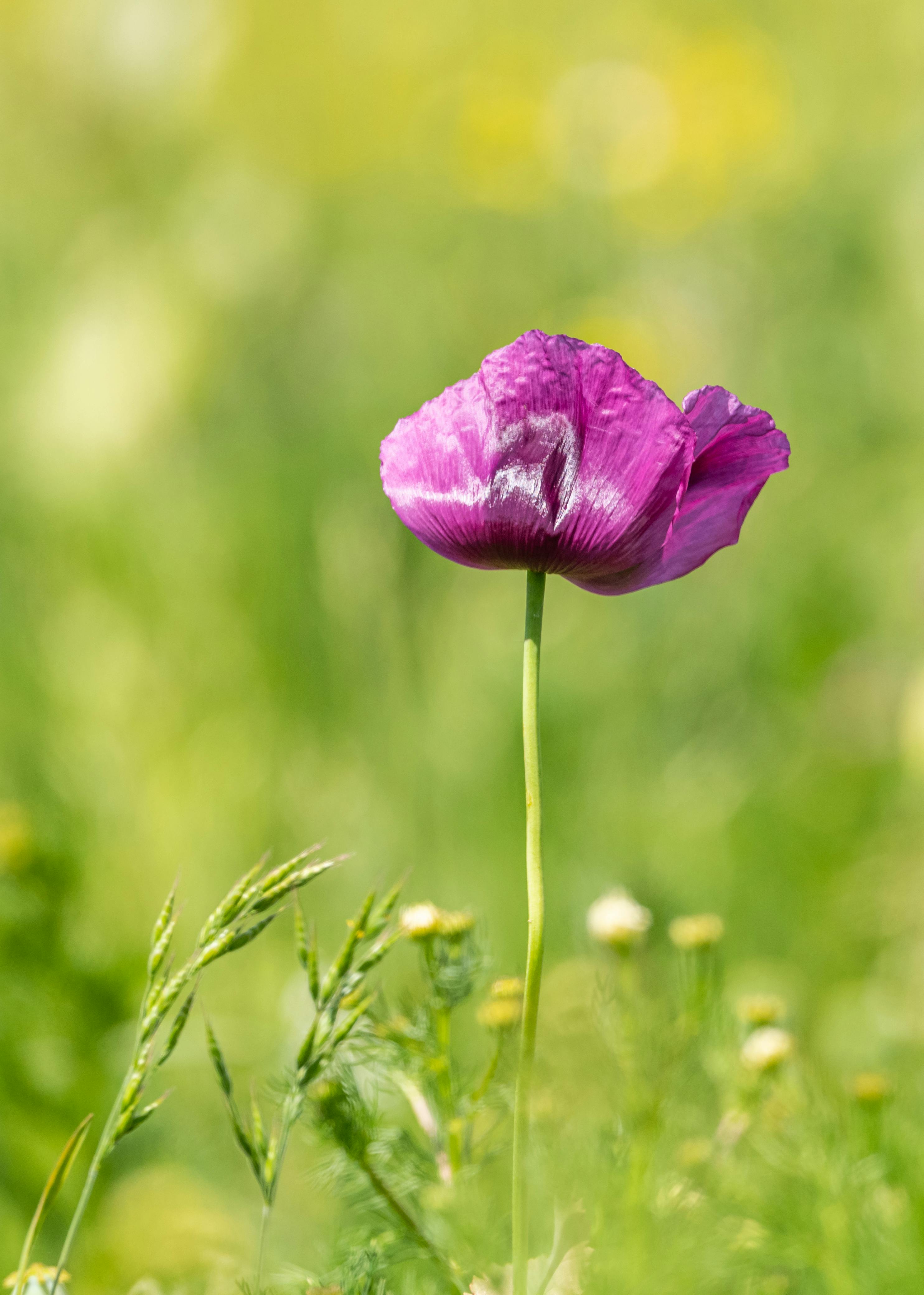 Purple Poppy Flower · Free Stock Photo