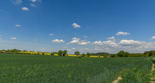 Imagine de stoc gratuită din agricultură, câmp, cer albastru