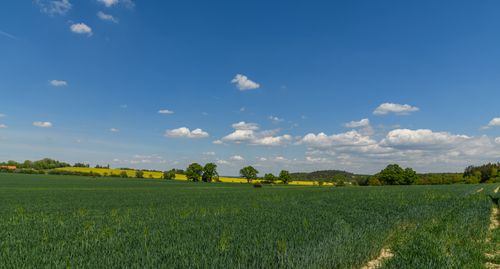 Free Panoramic view of a lush crop field with clear blue sky and scattered clouds. Stock Photo