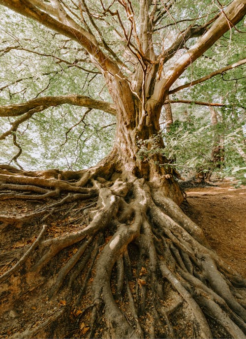 Foto d'estoc gratuïta de a l'aire lliure, arbre, arrels