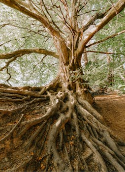 这棵树扎根于宁静的森林，展现了大自然的美丽，令人印象深刻