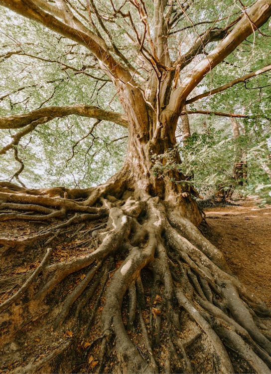 Základová fotografie zdarma na téma fotografie přírody, kořeny, pozadí stromu