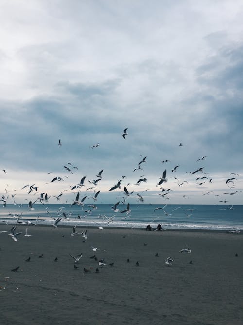 View of Seagulls Flying above a Beach 