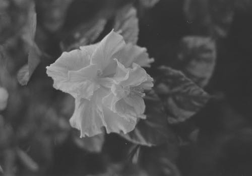 Black and White Photo of a Blooming Hibiscus Flower