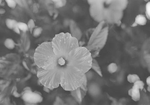 Black and White Photo of a Hibiscus Flower