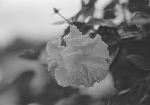 Fotobanka s bezplatnými fotkami na tému čierny a biely, kvet, príroda