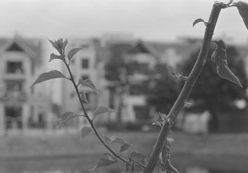 Black and White Photo of Leaves Sprouting on Tree Branch
