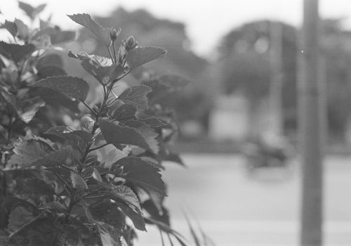 A monochrome image highlighting urban street flora with blurred background.