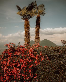 Palm trees and red flowers with mountains in the background, captured in Stresa, Italy.