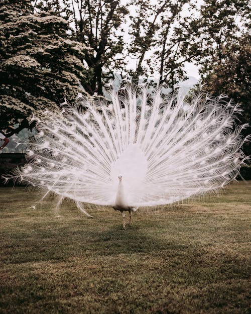 View of a White Peacock with a Spread Tail 