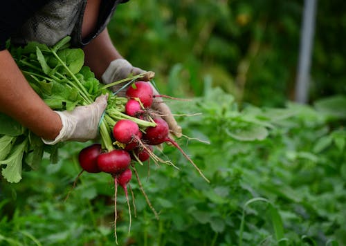 Close-up of Woman Holding a Bunch of Freshly Picked Radish 