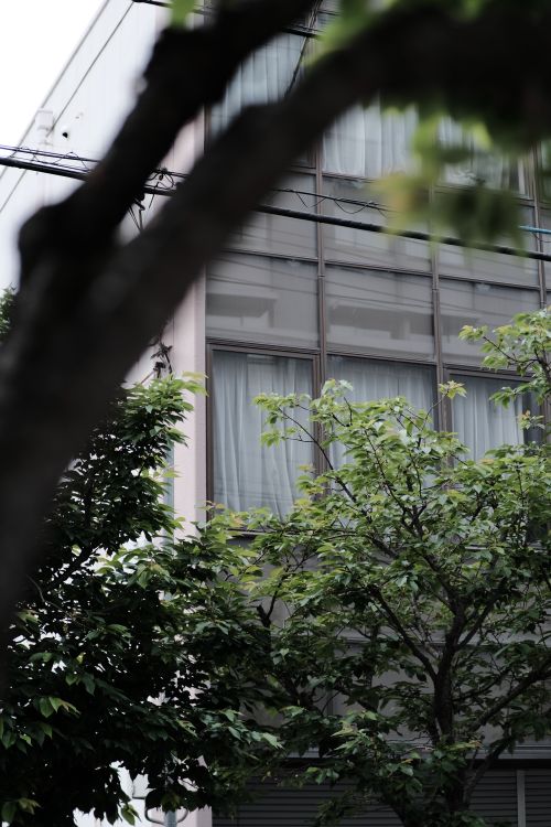 Free A modern urban building with glass windows and tree branches in the foreground. Stock Photo