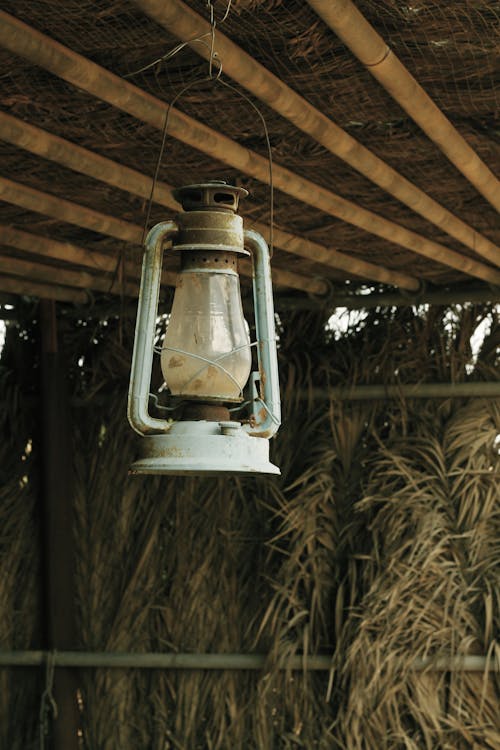Безкоштовне стокове фото на тему «бамбук, вертикальні постріл, літо»
