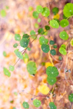 Close-up of vibrant green nasturtium leaves with a sunlit, blurred background.